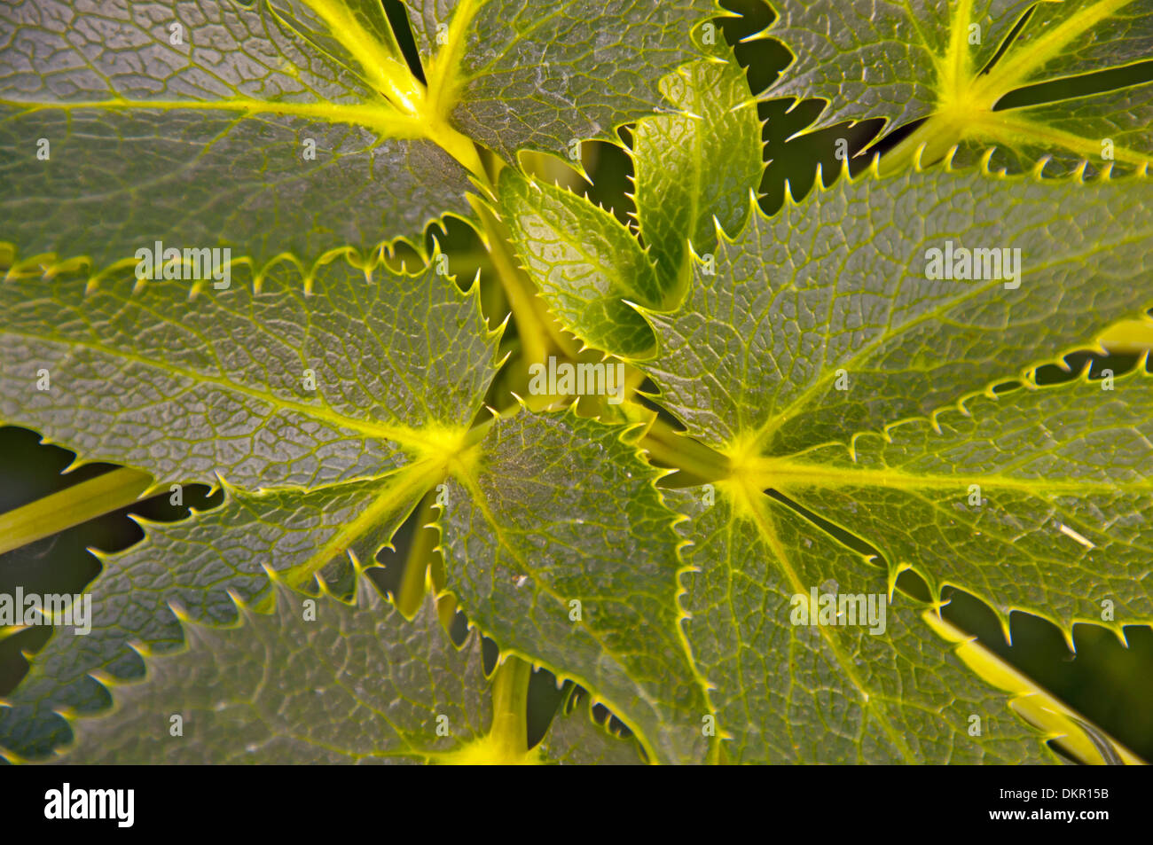 Argutifolius, Botanik, Flora, Foetidus, Helleborus, Korsisch, Nahaufnahme, Natur, weiße Veratum, Pflanzen, Botanik Stockfoto