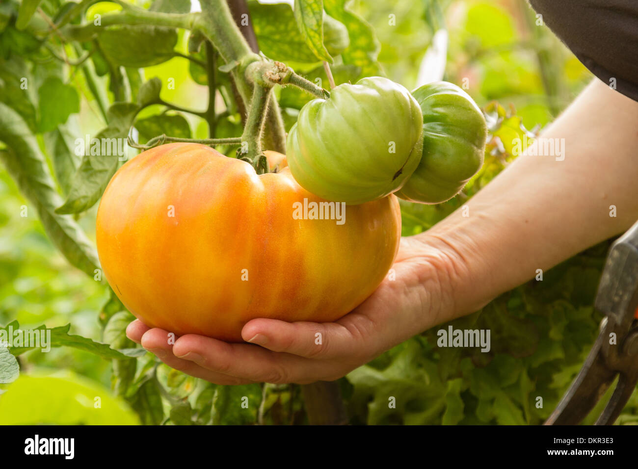 Kommissionierung von eine große Tomate / / Récolte d ' une Grosse tomate Stockfoto