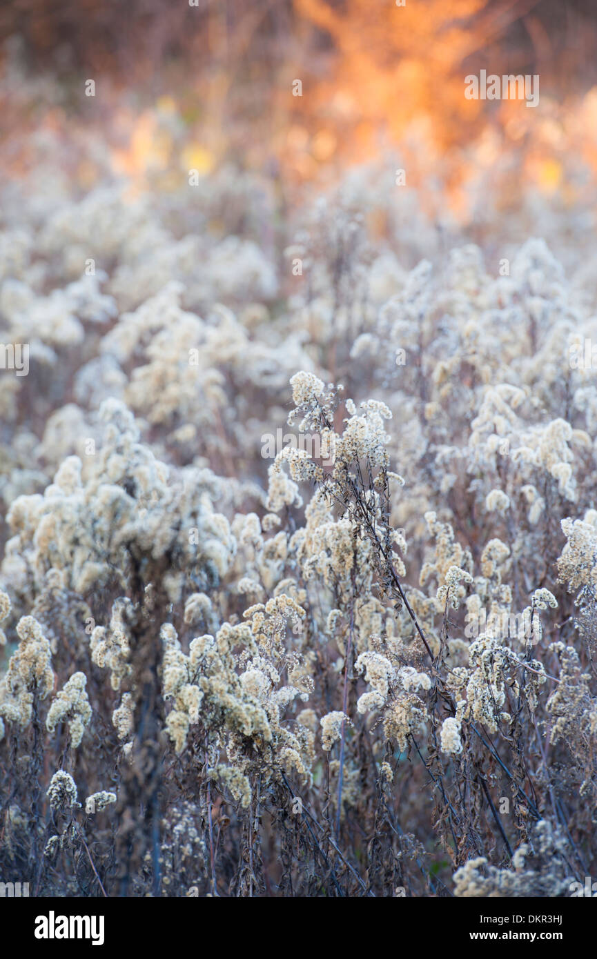 Bezirk Oberwart Burgenland Europa Winter Österreich Rotenturm Schafgarbe Erdbeerbaum-Achillea Pflanze Flora kalte Landschaft Landschaft winter Stockfoto