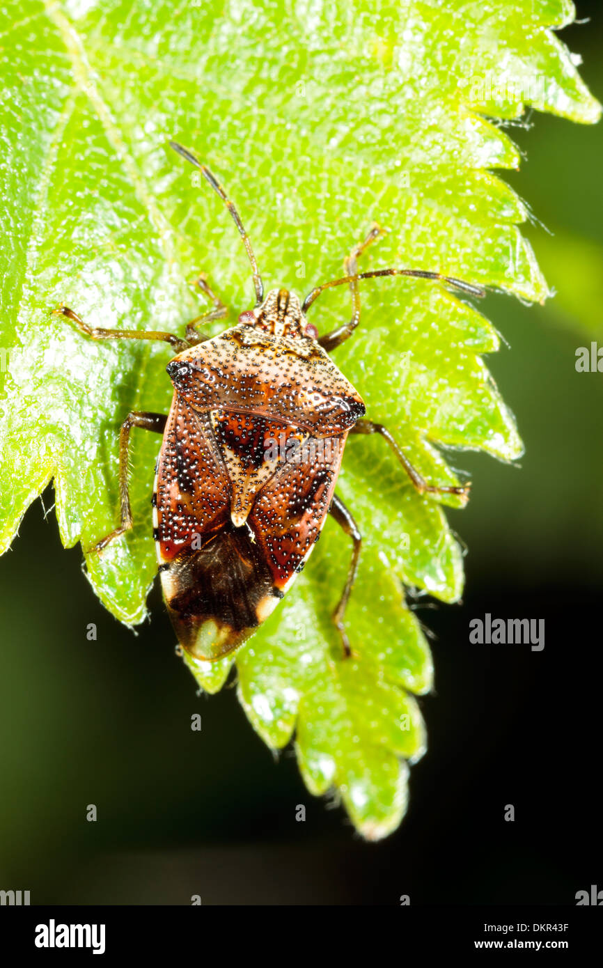Eltern Sie-Bug (Elasmucha Grisea) Erwachsenen auf einem Birkenblatt. Powys, Wales. Mai. Stockfoto