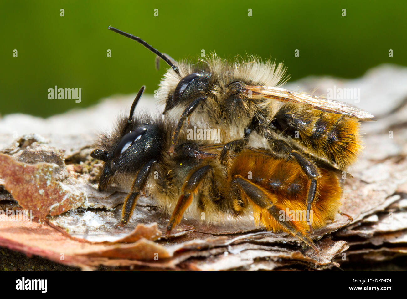 Paarung der roten Mauerbiene (Osmia Bicornis). Powys, Wales. Mai. Stockfoto