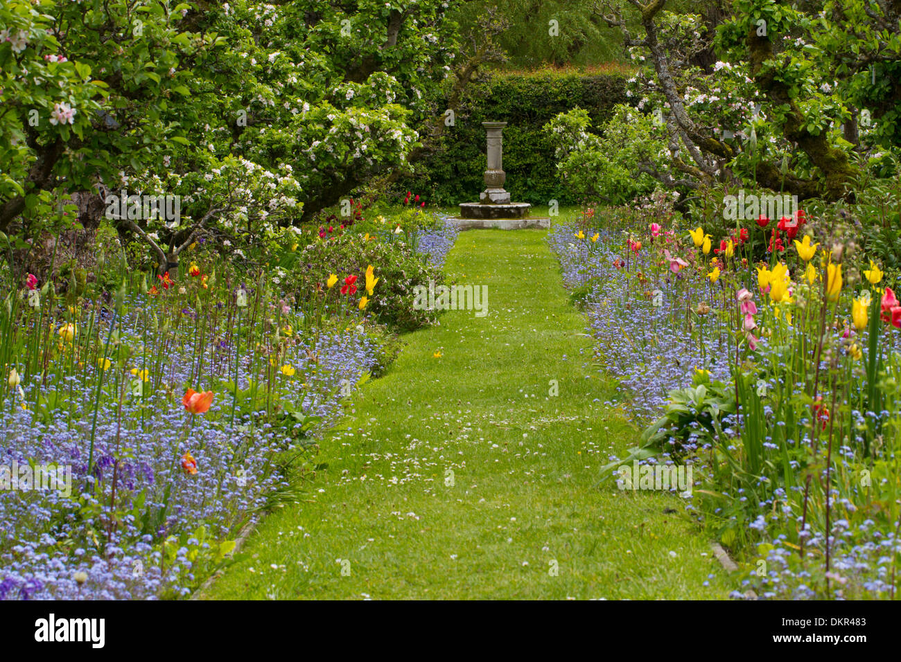 Apfelplantage in einem Garten mit bepflanzten Grenzen neben einem Pfad. Herefordshire, England. Mai. Stockfoto