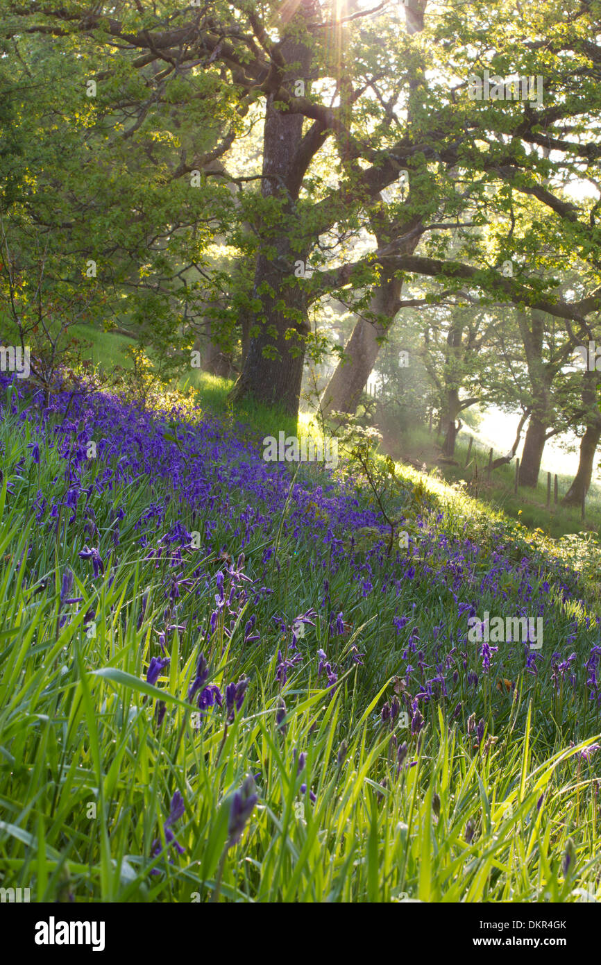 Nebel und Sonnenlicht in einem Eichenwälder mit Glockenblumen (Hyacinthoides non-Scripta) Blüte. Powys, Wales. Juni. Stockfoto