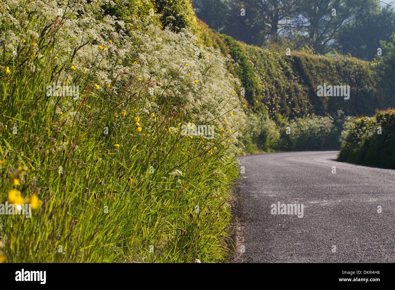 Kuh-Petersilie (Anthriscus Sylvestris) Blüte auf einer Straße-Kante. Powys, Wales. Juni. Stockfoto