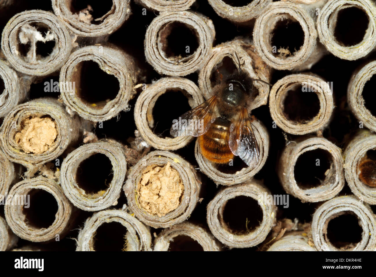 Weibliche rote Mauerbiene (Osmia Bicornis) in ihr Nest in einem Karton Biene-Rohr. Powys, Wales. Juni. Stockfoto