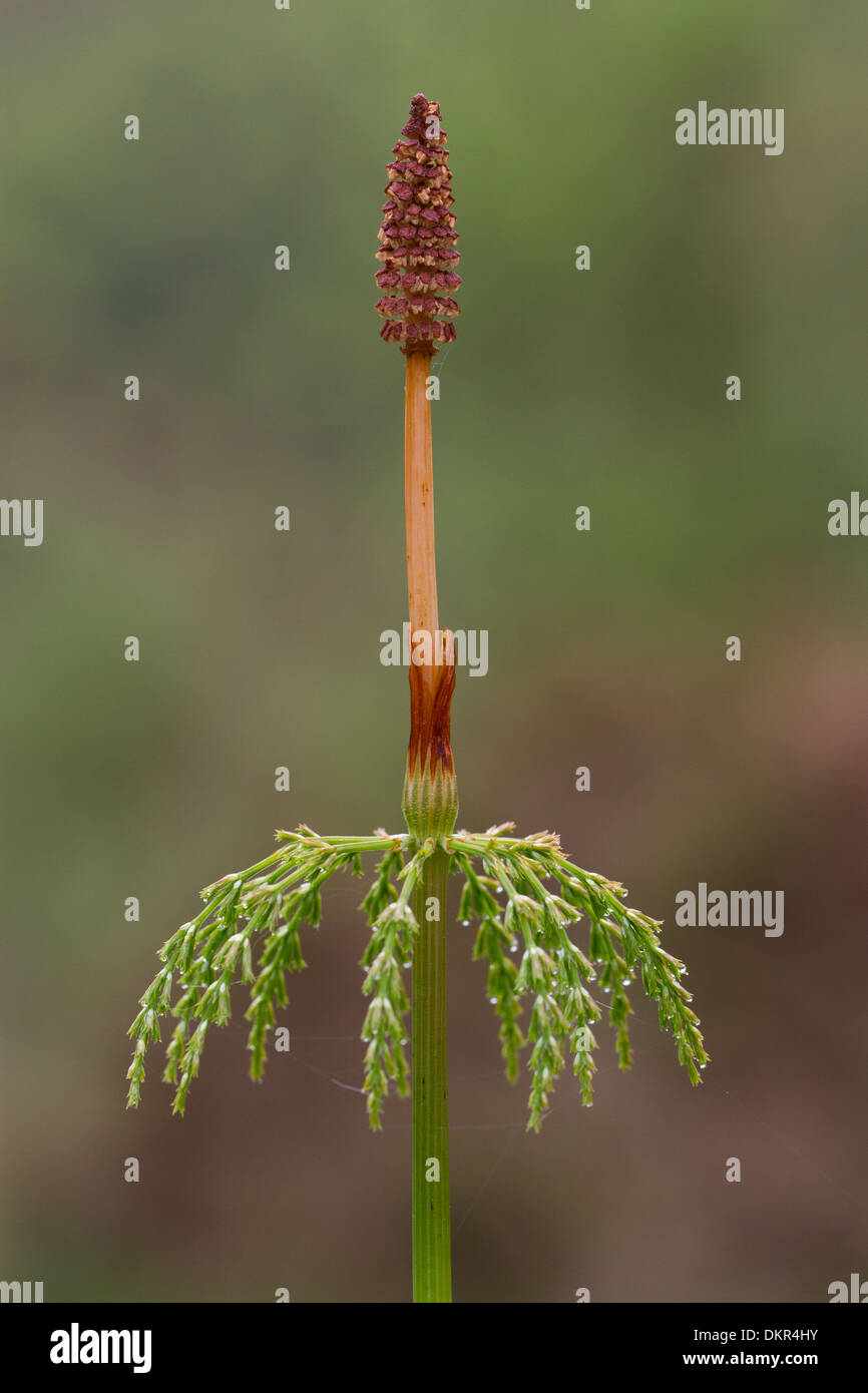 Holz-Schachtelhalm (Equisetum Sylvaticum) einzigen fruchtbaren Wedel. Powys, Wales. Juni. Stockfoto