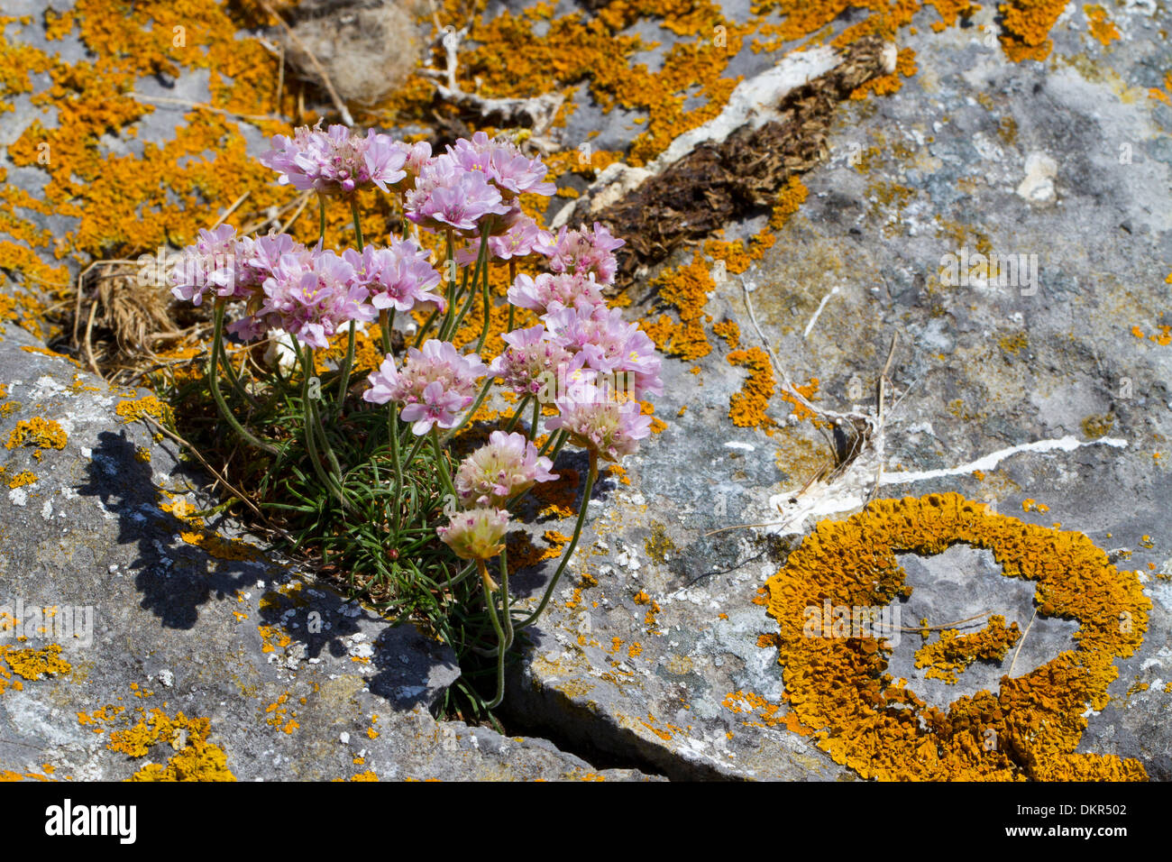 Sparsamkeit (Armeria Maritima) Blüte. Wachsen aus einem Riss im Kalkfelsen. Pembrokeshire, Wales. Juni. Stockfoto
