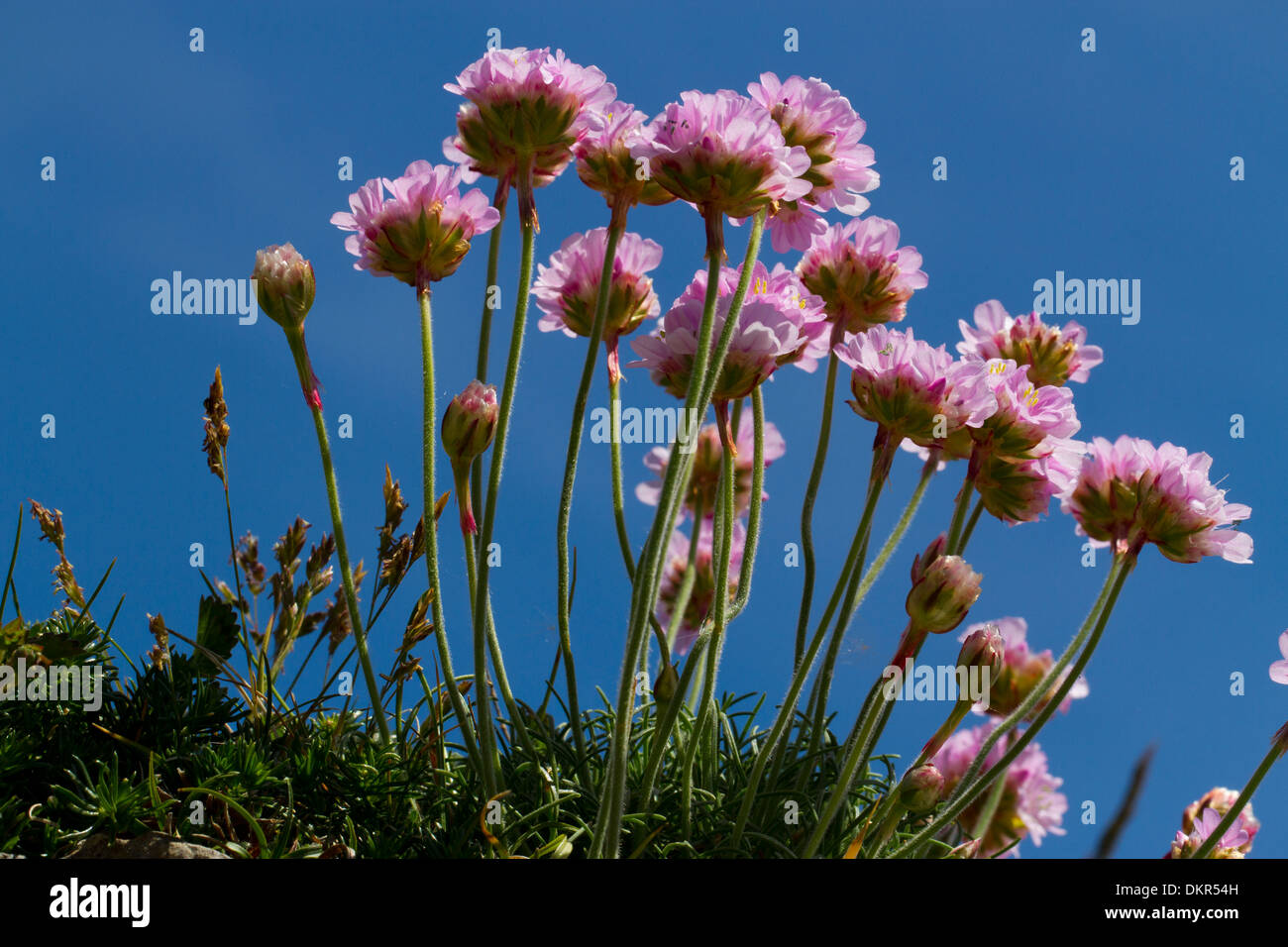 Sparsamkeit (Armeria Maritima) Blüte. Pembrokeshire, Wales. Juni. Stockfoto
