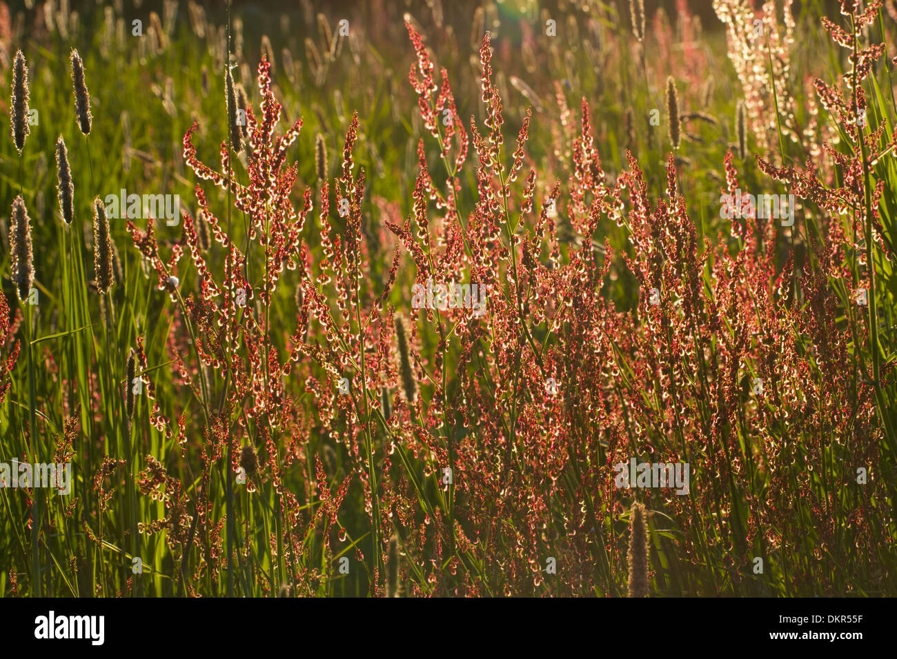 Sauerampfer (Rumex liegen) Blüte im Grünland. Pemrokeshire, Wales. Juni. Stockfoto