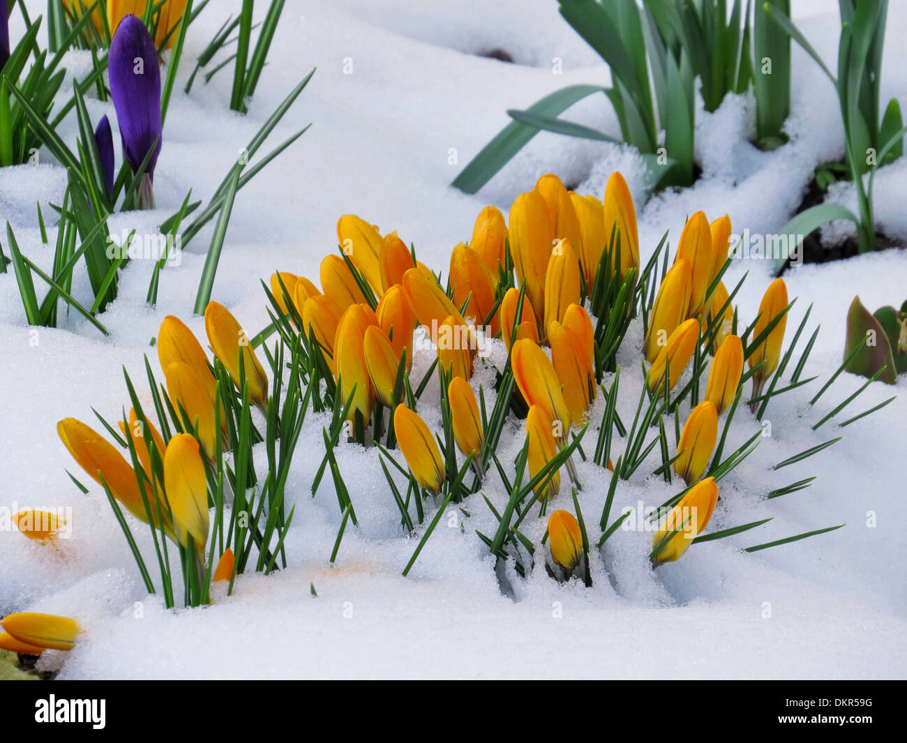 Blumen, Krokus, gelb, Frühling, Schnee, Blüten, blüht, Winter Stockfoto