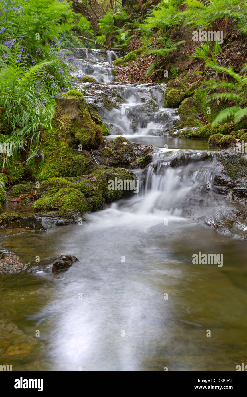 Woodland-Stream mit Kaskade, Farne und Glockenblumen am Ufer, Powys, Wales. Stockfoto