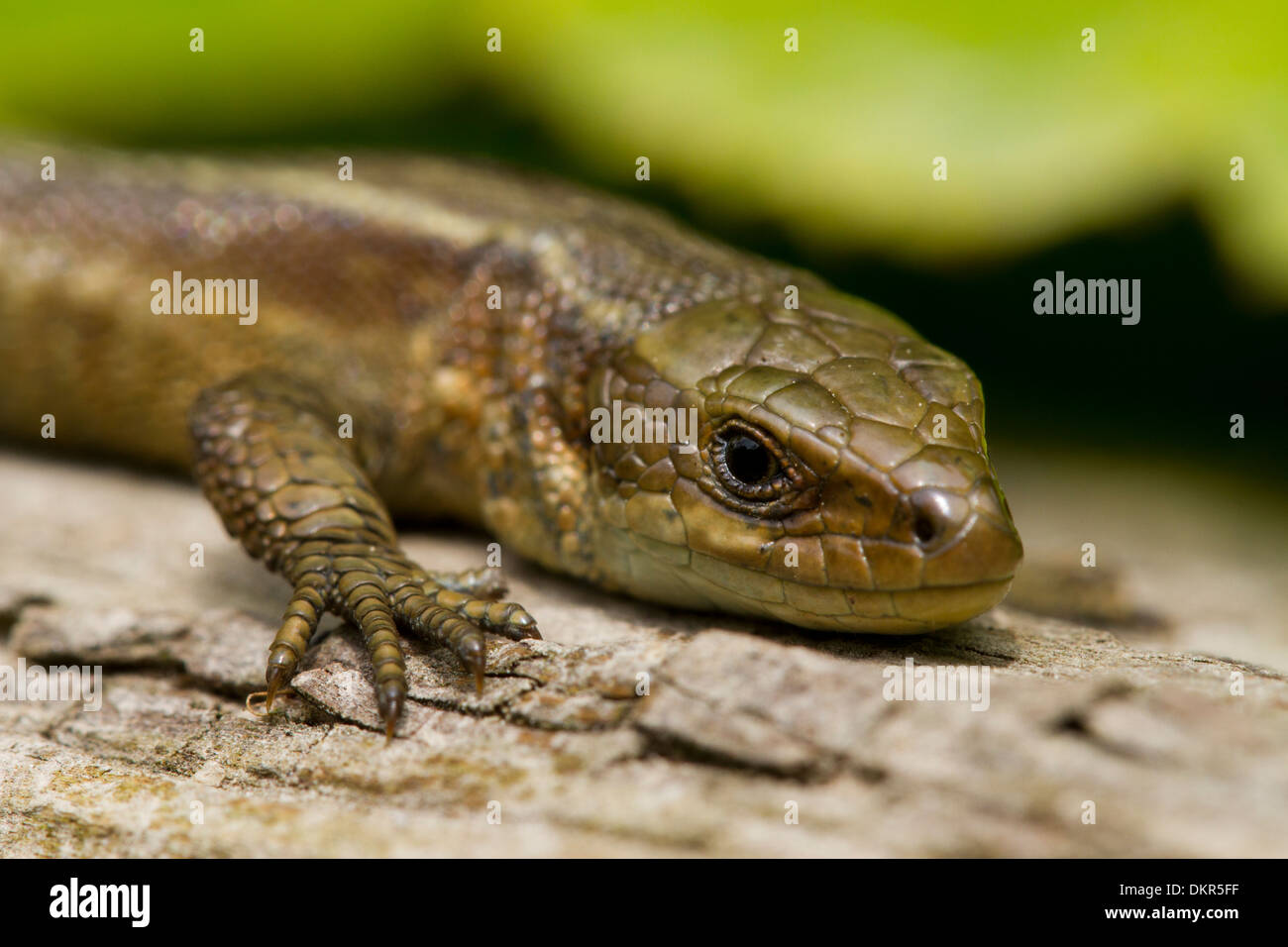 Gemeinsame oder lebendgebärend Eidechse (Zootoca Vivipara) Nahaufnahme des Kopfes eines Erwachsenen weiblichen Sonnen auf einem Baumstamm. Sussex, England. Juni. Stockfoto