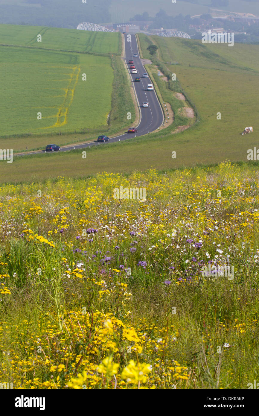 Patch von gemischten Acker-Unkraut blüht in der Nähe einer Straße. South Downs, in der Nähe von Woodingdean, Sussex, England. Juni. Stockfoto