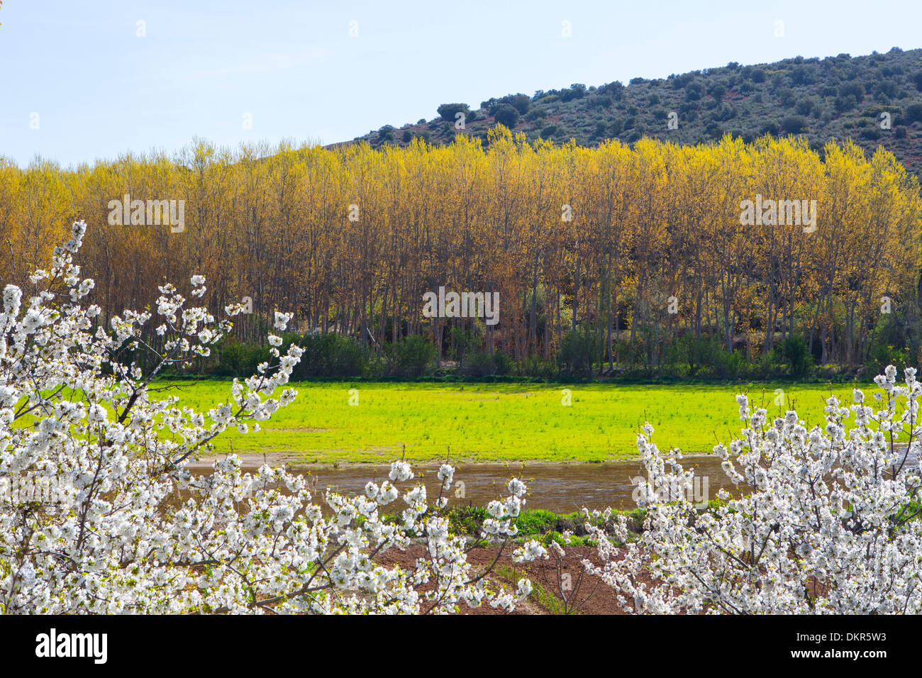 Spanien Europa Castilla La Mancha Kastilien La Mancha Region Albacete Provinz Kirsche blüht Bäume Landwirtschaft Blüten bunt Stockfoto