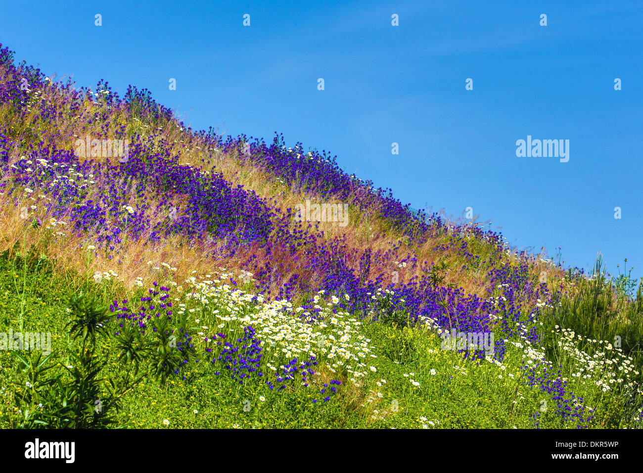 Provinz Cordoba Spanien Europa Andalusien Region blüht blau leuchtende bunten Farben Hügel Landschaft Leben Natur Frühling kontrastieren Stockfoto