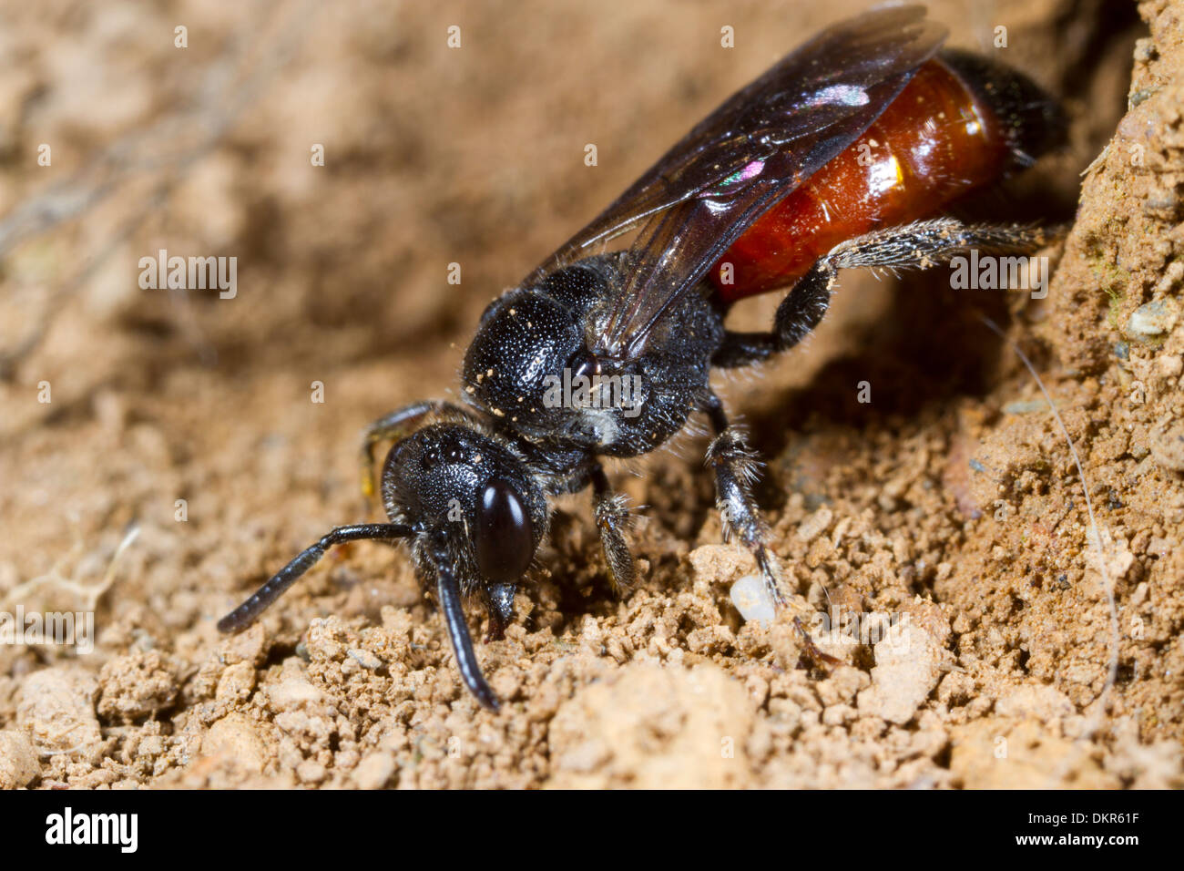 Weibliche einsame Kuckuck Biene Sphecodes Ephippius arbeiten, in einem Nest-Bau eines Hosts zu füllen sein, dass sie überfallen hat. Powys, Wales. Juni. Stockfoto