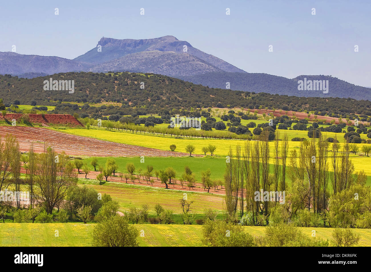 Spanien Europa Andalusien Region Almeria Provinz bunte Farben Blumen Landschaft Natur natürlich Pappeln rot rote Erde Frühling Stockfoto