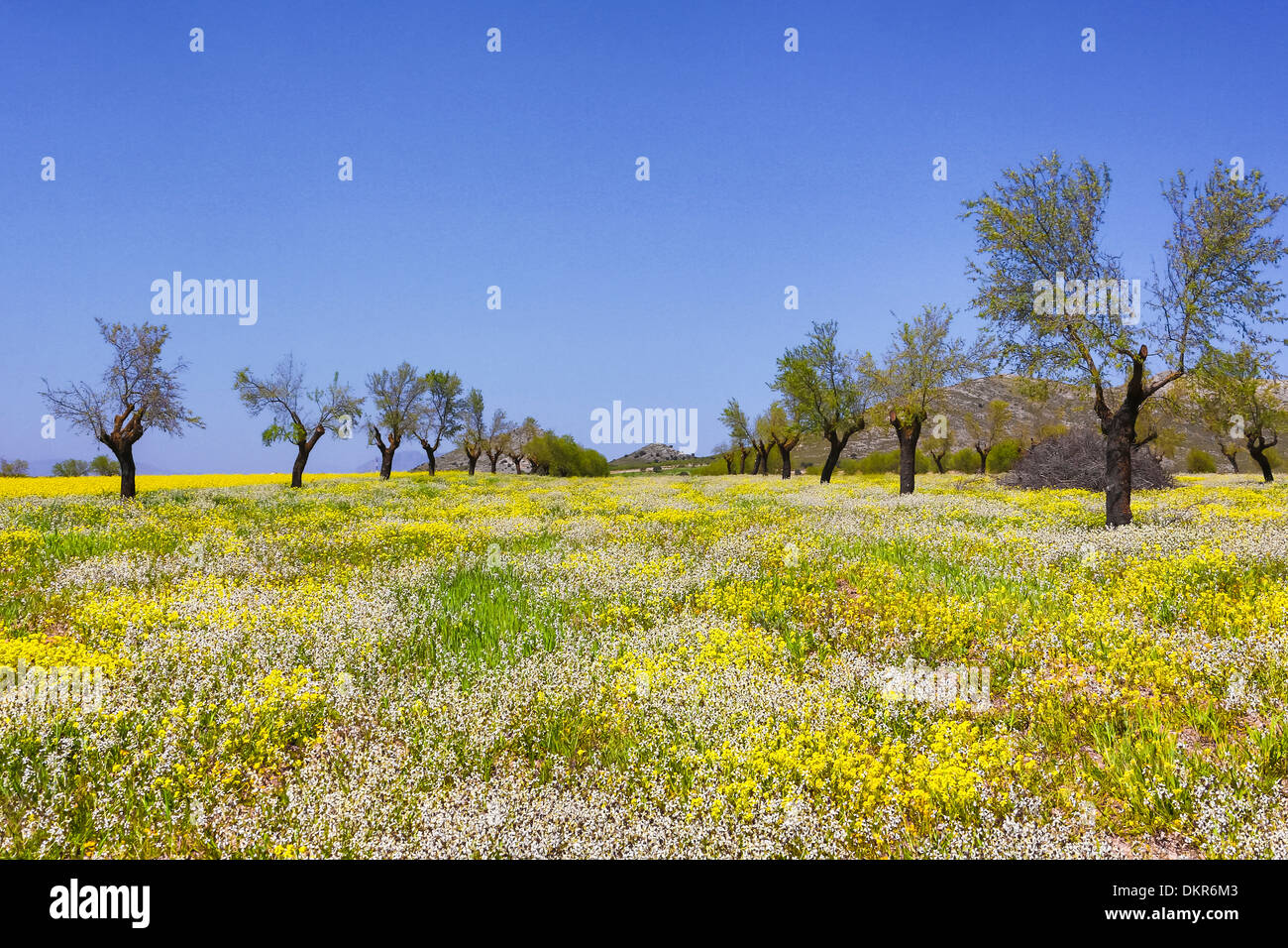 Spanien Europa Andalusien Region Almeria Provinz bunte Farben Blumen Landschaft Natur natürlich Pappeln Frühjahr Bäume breiten Stockfoto