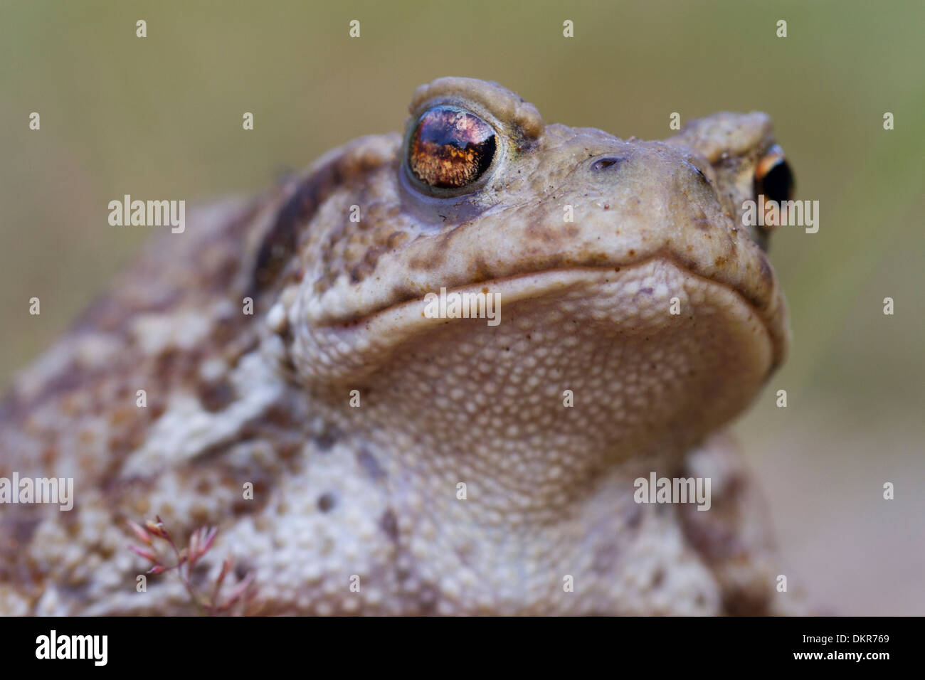 Nahaufnahme einer gemeinsamen Kröte (Bufo Bufo). Powys, Wales. Juli. Stockfoto