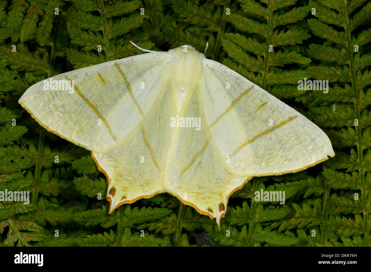Zinnenkranz Moth (Ourapteryx Sambucaria) Erwachsenen ruht auf Farnen. Powys, Wales. Juli. Stockfoto