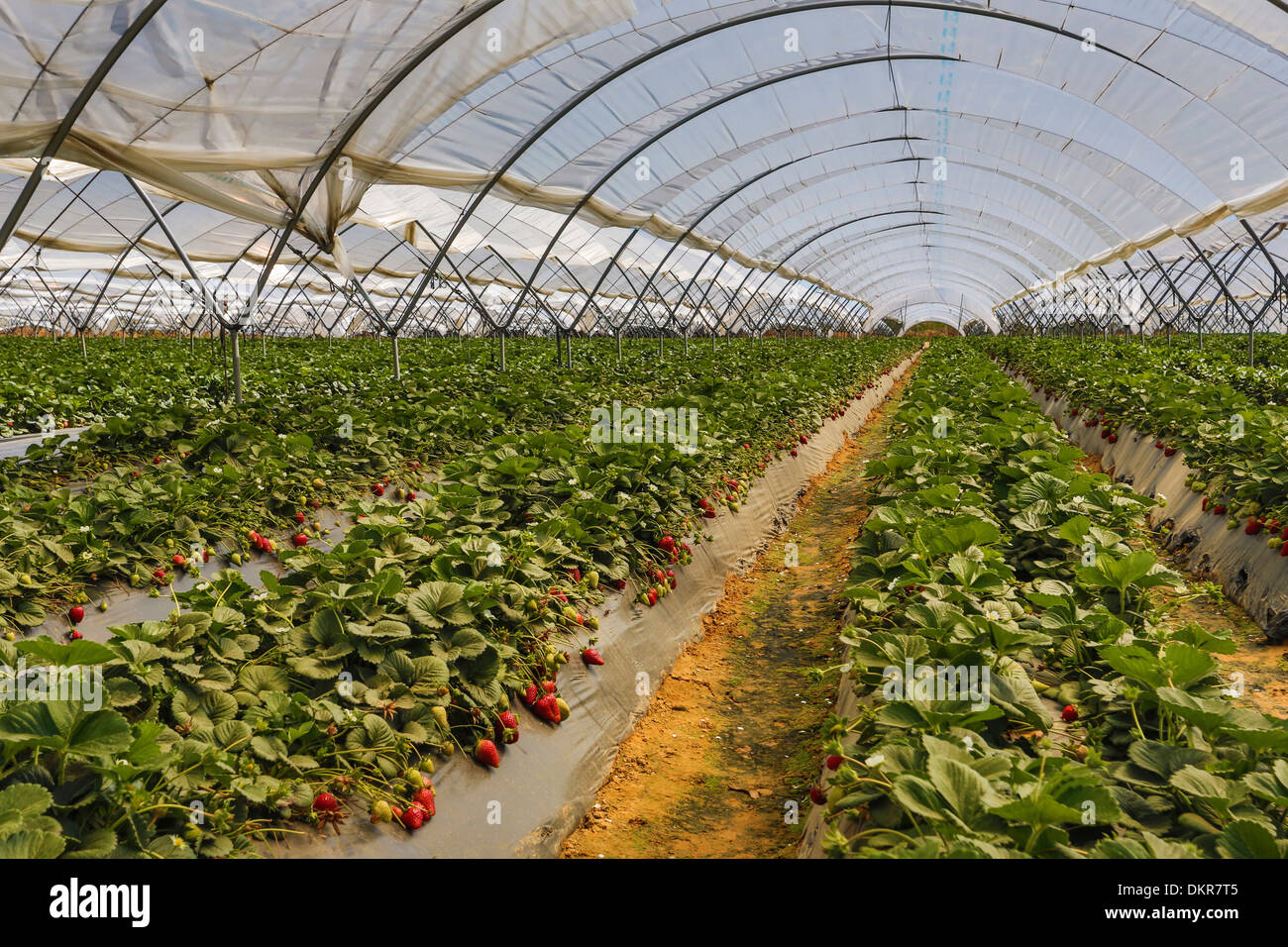 Spanien Europa Provinz Andalusien Region Huelva Erdbeeren Huelva Landwirtschaft Okologie Bauernhof Industrie Produktion Erdbeer Vinyl Stockfotografie Alamy