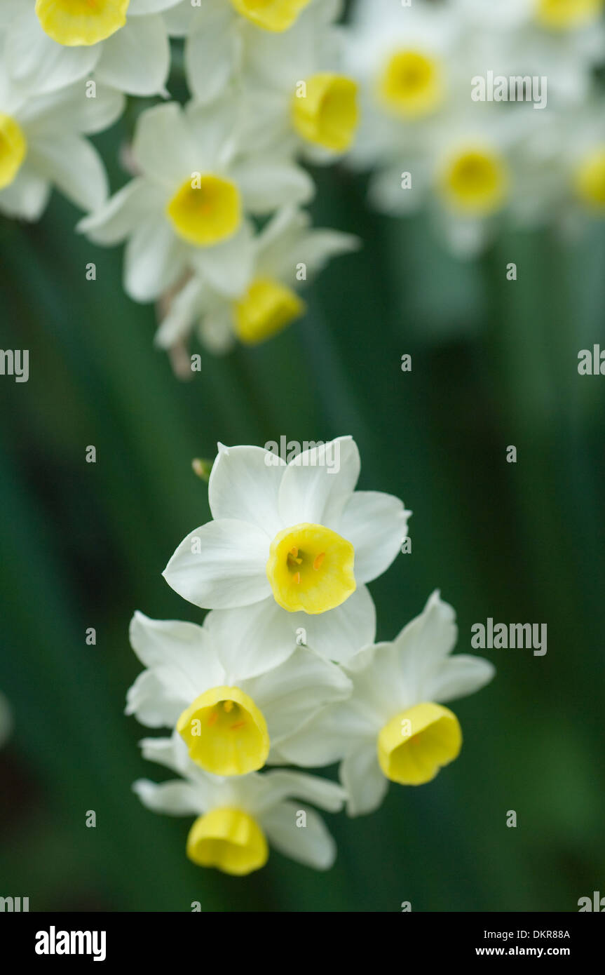 Wunderschöne blühende Narzissen im Frühling Stockfoto