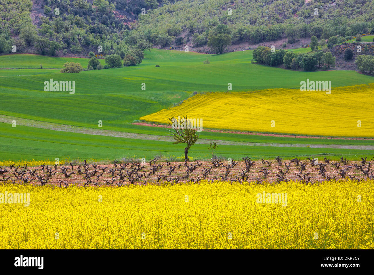 Spanien Europa Castilla La Mancha Kastilien La Mancha Region Provinz Guadalajara Landschaft Kastilien bunte Farben Kontrast Stockfoto