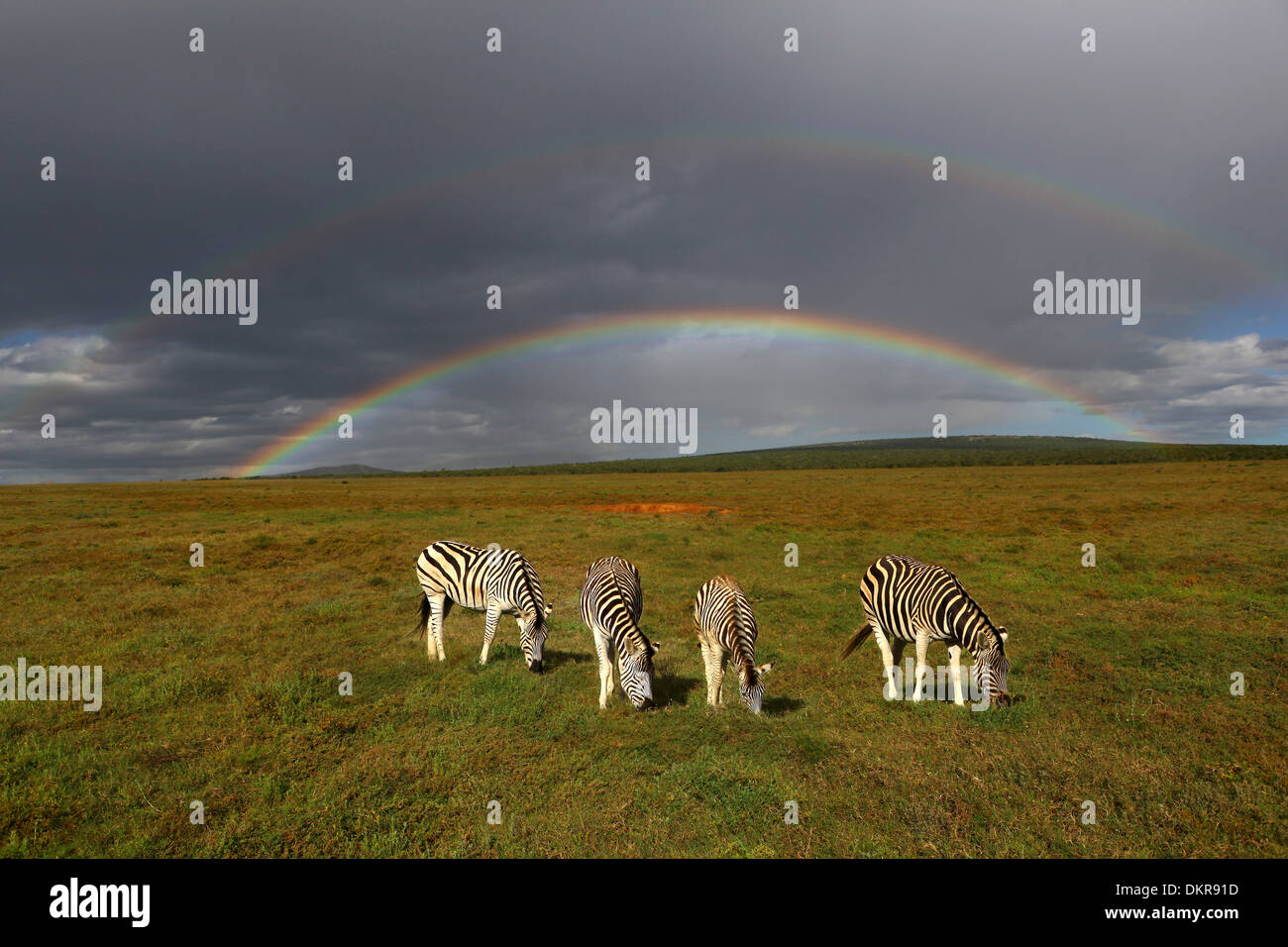 Zebras, Tiere, Regenbogen, Addo Elephant National Park, Südafrika, Afrika, Stockfoto