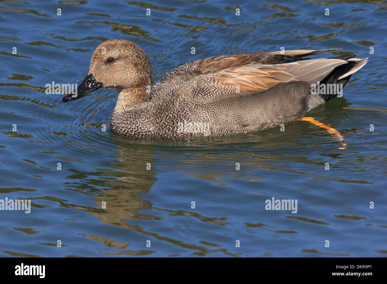 Anas Strepera, Ente, Gadwall, aquatische, Vogel, Männlich, USA, Vogel Stockfoto