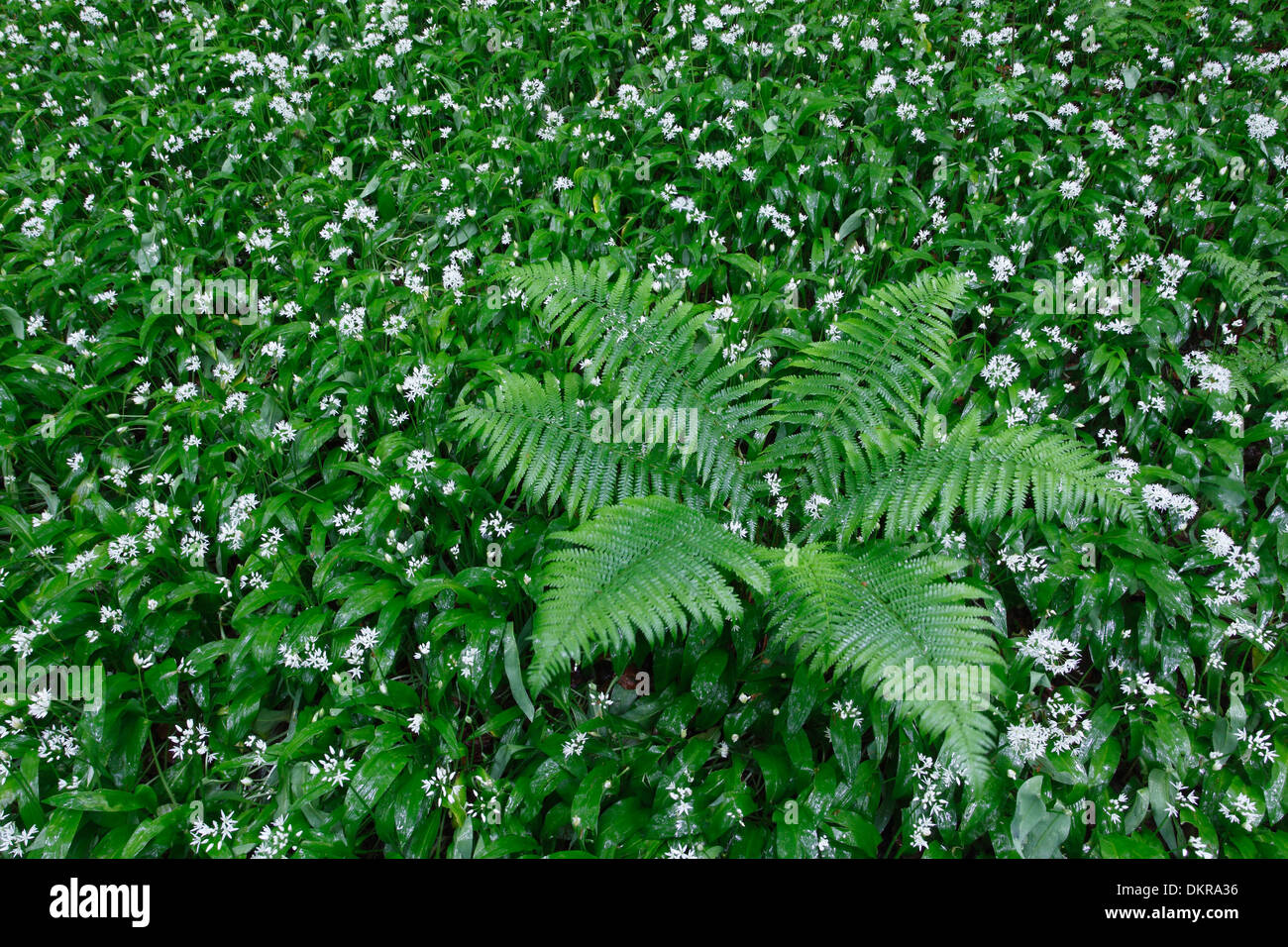 Allium Ursinum Bären Lauch Bärlauch Stoffen Detail Farn Farne Frühling  Masse Nahaufnahme Pflanze Schweiz Sihlwald Holz Wald Stockfotografie - Alamy