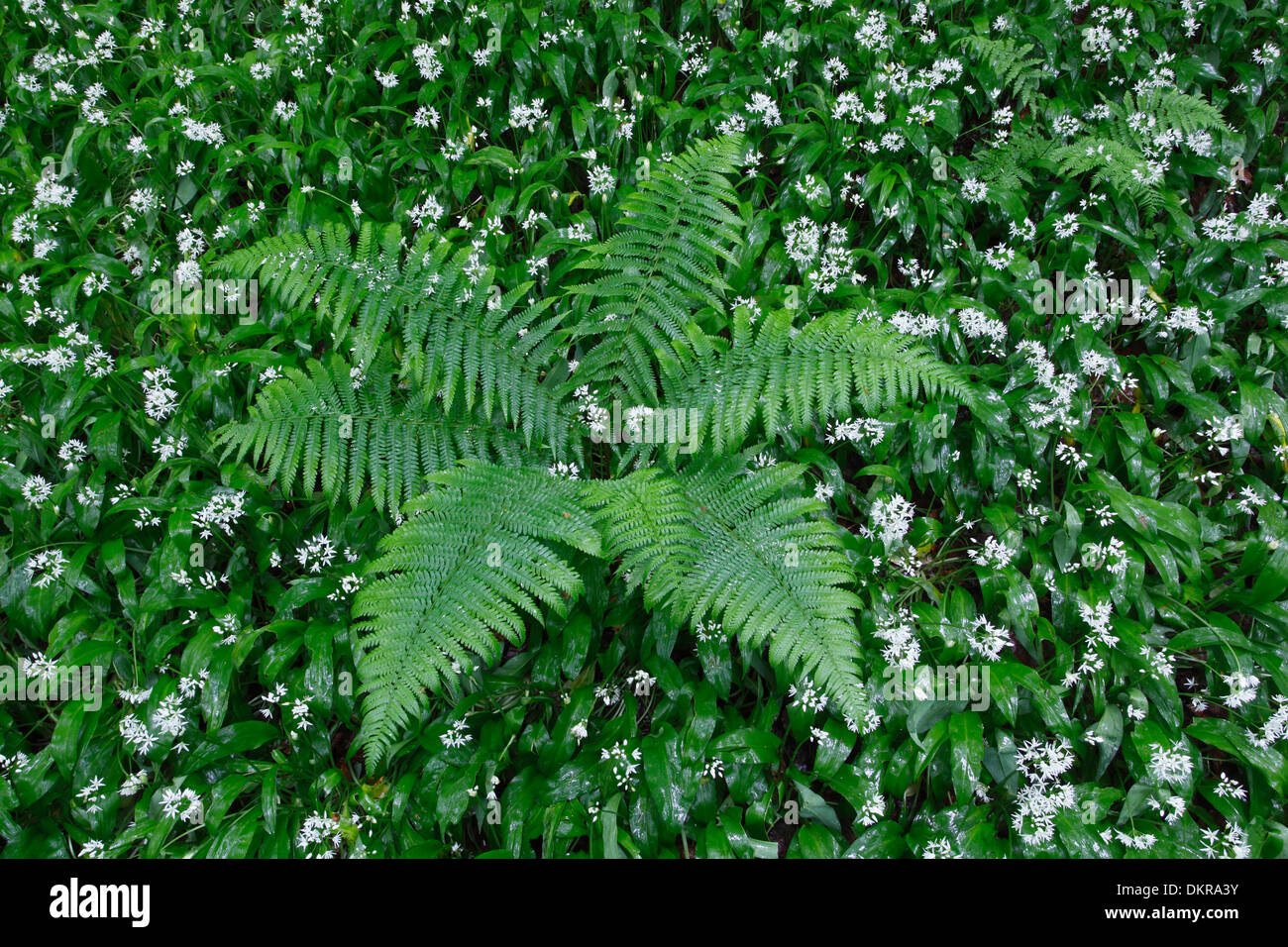 riesen gummibaum XXL Gummibaum Stamm kaufen – Green Me Up main image 1