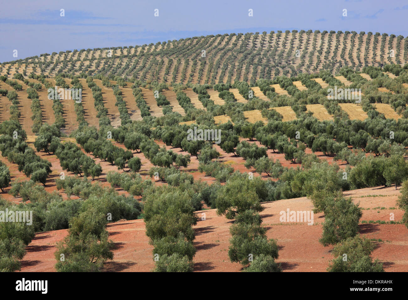 Landwirtschaftlichen Anbau Nebengebäude Andalusien Andujar Ausbeutung Baum Bäume Europas Grove Groves Hügel Hügel Landschaft Jaén Landschaft Stockfoto