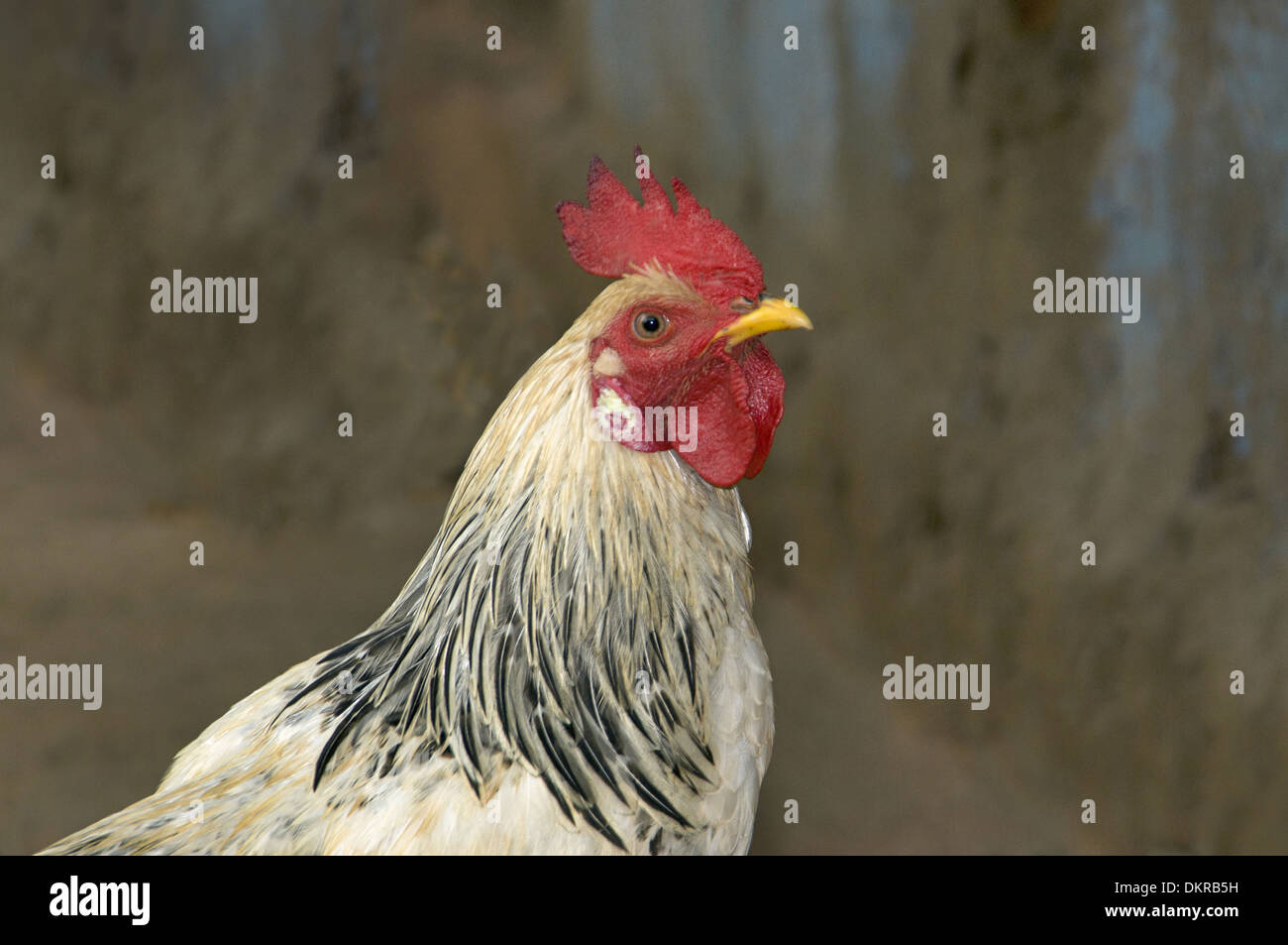 Hahn oder Hahn, das Männchen von Hausgeflügel oder Huhn, Gallus Domesticus, Indien Stockfoto