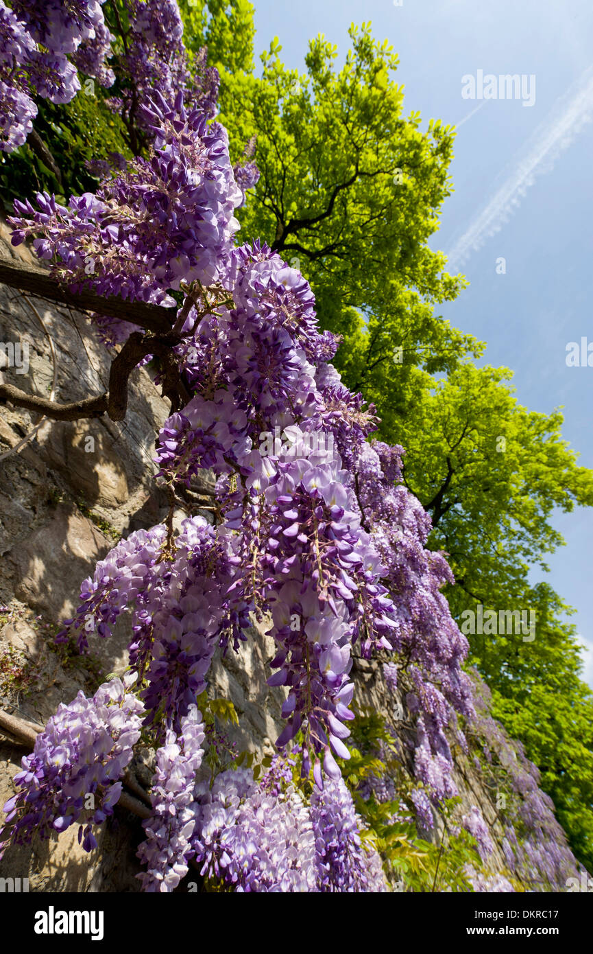Vevey, Glyzinien, Blüten, blüht, Wand, Blumen, Pflanzen, VD, Waadt,  Schweiz, Europa Stockfotografie - Alamy