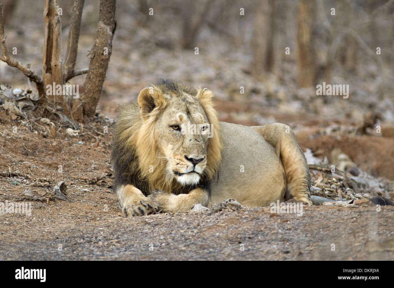Asiatische Löwe (Panthera Leo Persica) zu Fuß in den Wald um Gir National Park Gujarat, Indien Stockfoto