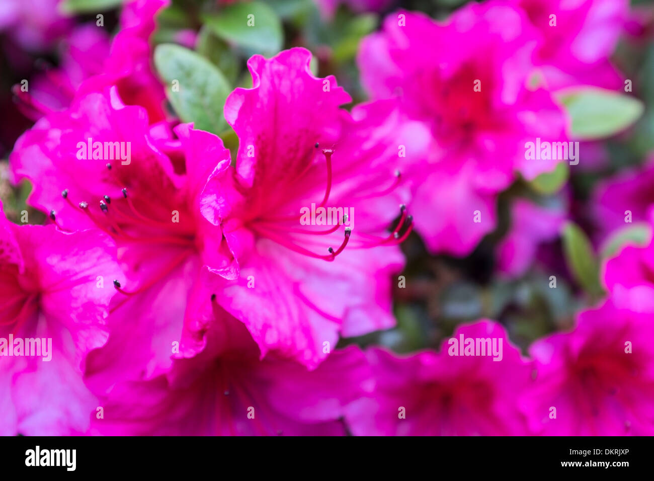 Rote azalee in der blume Fotos und Bildmaterial in hoher Auflösung