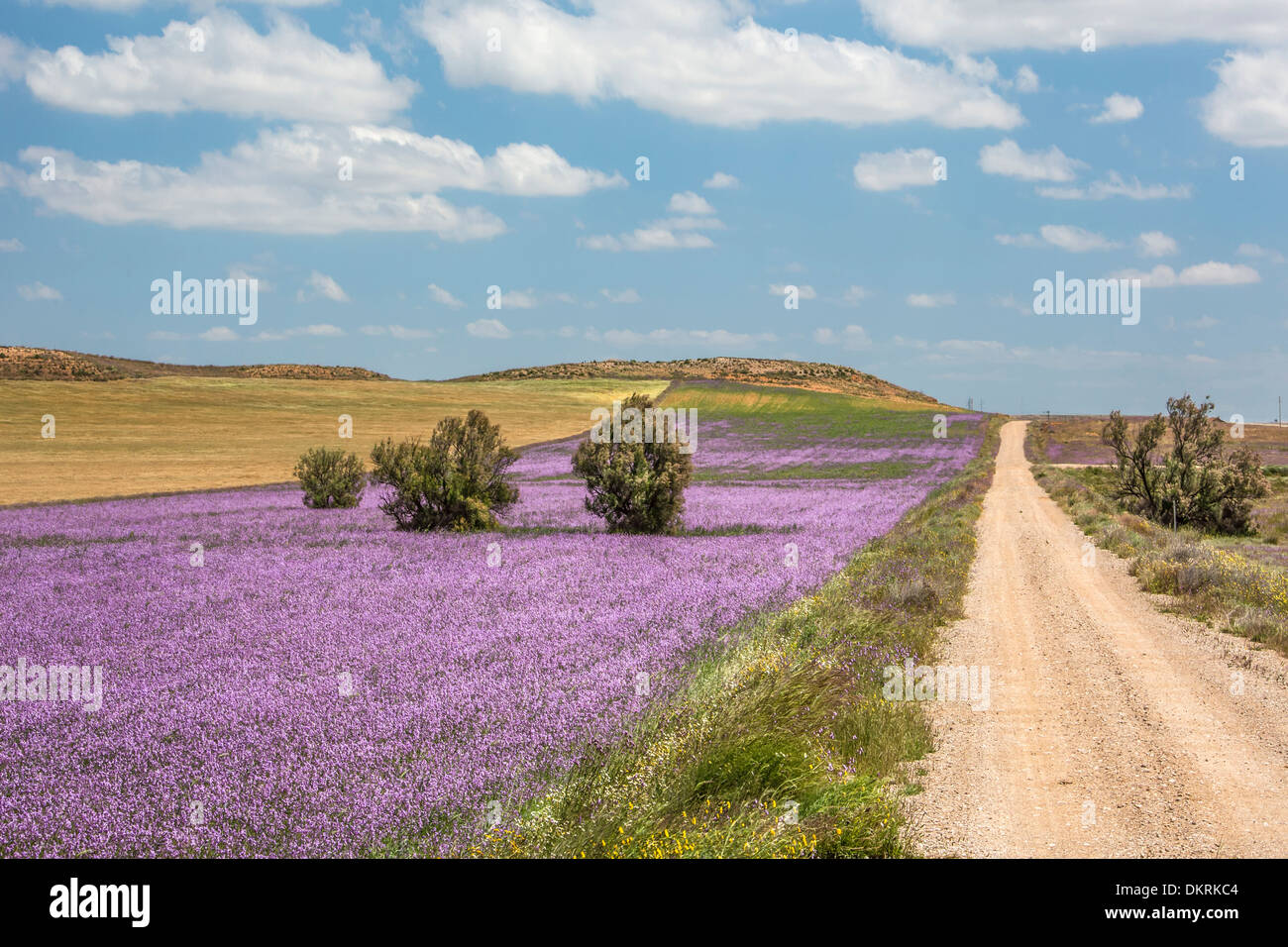 Aragon Zaragoza bunte Landschaft flache Landschaft Natur lila Straße Spanien Europa Frühjahr Trail Landwirtschaft Feld Stockfoto