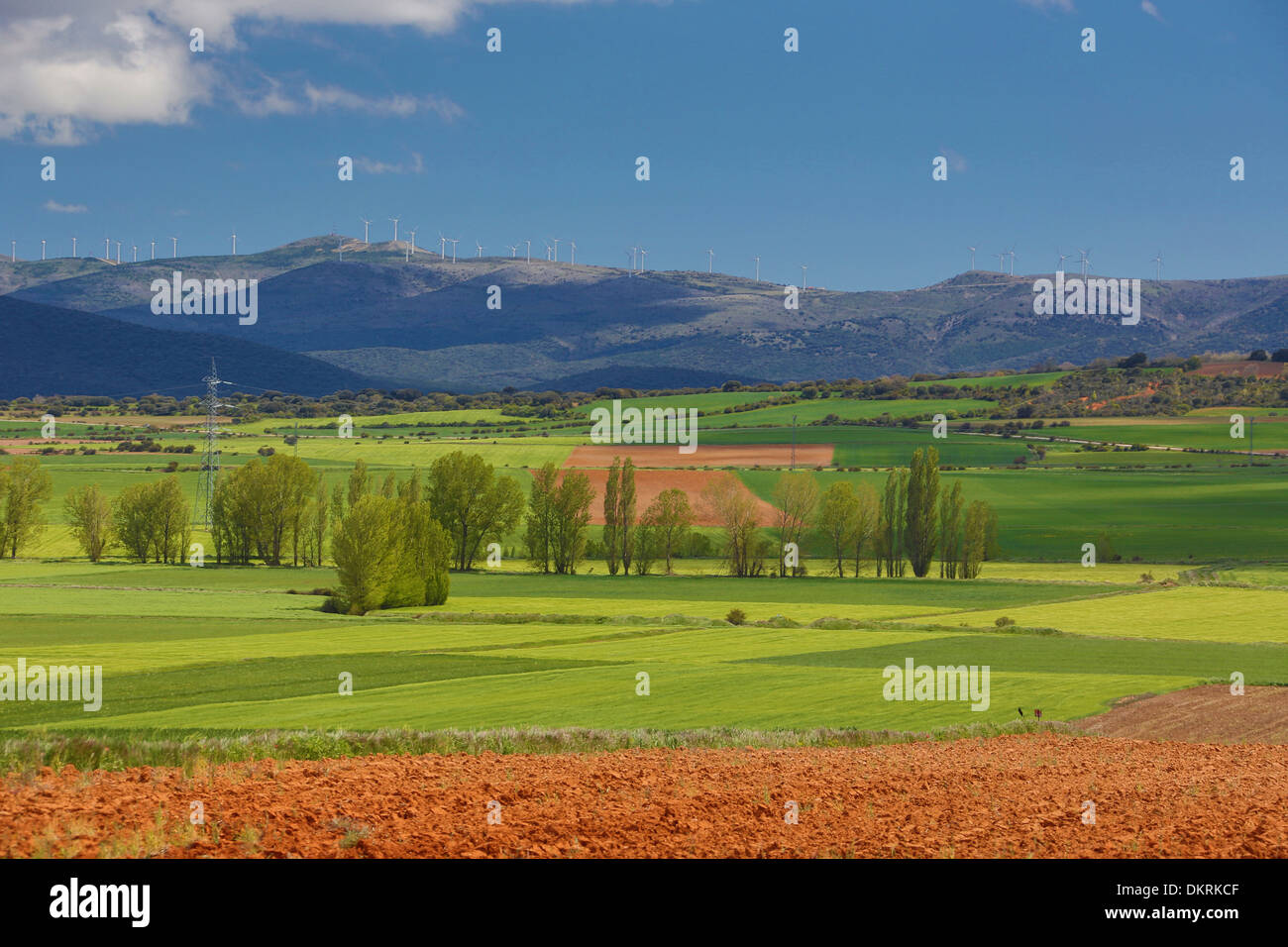 Aragon, bunt, Natur, Erde, Landschaft, Natur, lila, rot, Soria, Spanien, Europa, Frühling, Landwirtschaft, Feld, Stockfoto