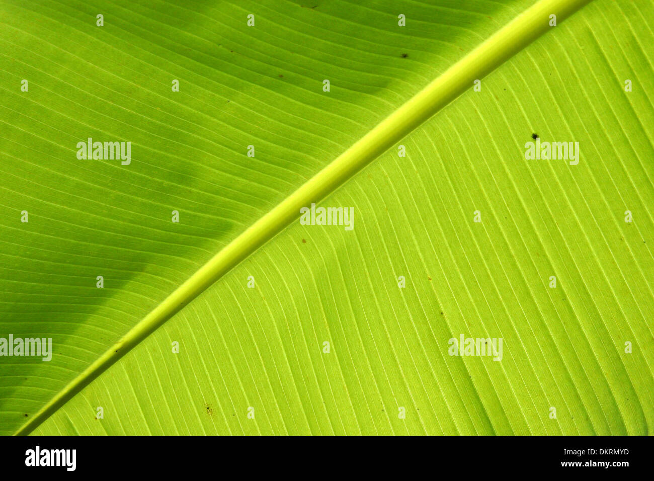 Nahaufnahme von einem hellen grünen Blatt, zeigen die Venen & bunte Farben. Stockfoto