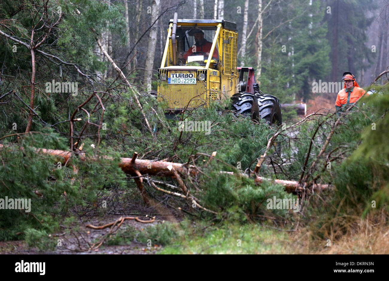 Hinrichshagen, Deutschland. 9. Dezember 2013. Waldarbeiter klar eine Straße von umgestürzten Bäumen im Wald in der Nähe von Hinrichshagen, Deutschland, 9. Dezember 2013. Im Wald durch den Sturm verursachte Schäden sind umfangreicher als bisher angenommen. Foto: BERND WUESTNECK/Dpa/Alamy Live News Stockfoto