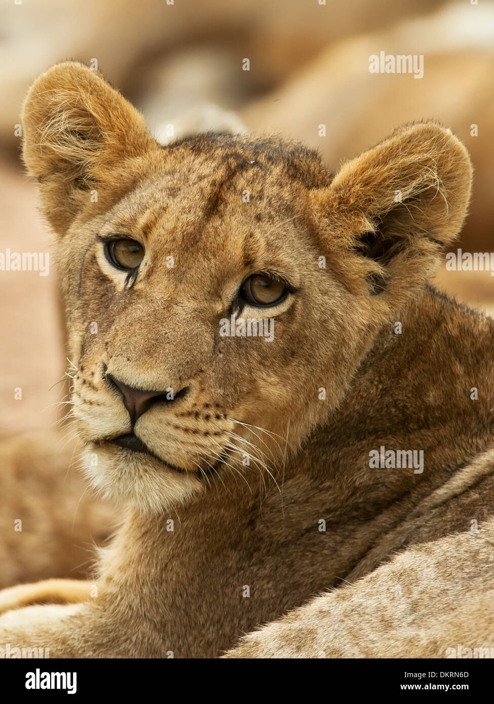 Löwe, big 5, Panthera Leo, Stockfoto