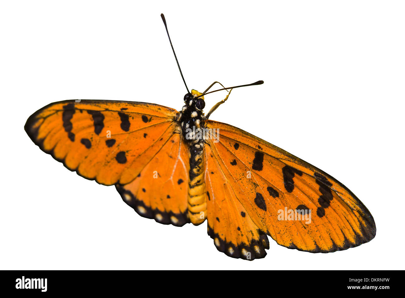 Isolierte Schmetterling Stockfoto