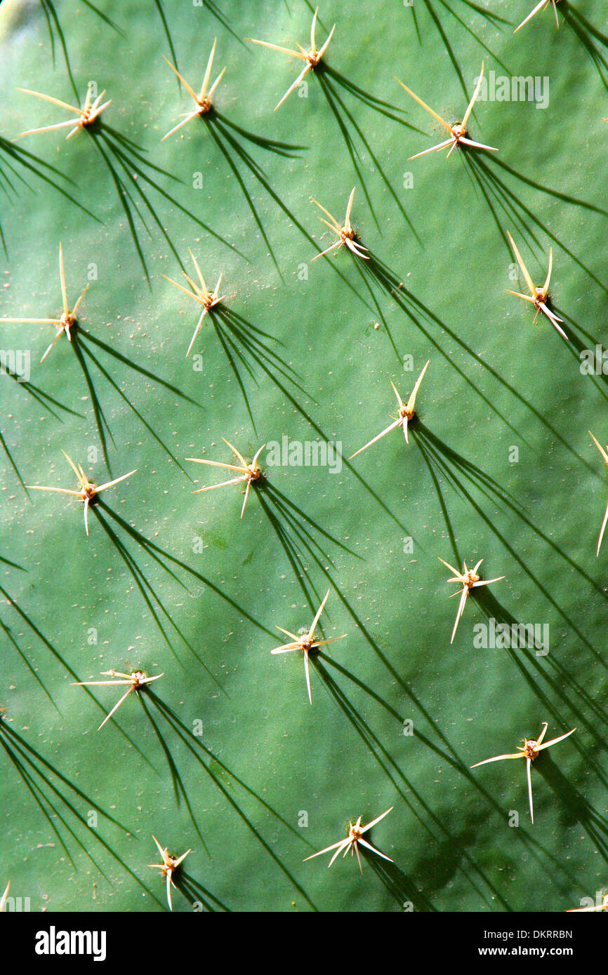 Nahaufnahme des Kaktus, mit grüner Haut & Spikes, Acapulco, Mexiko. Stockfoto