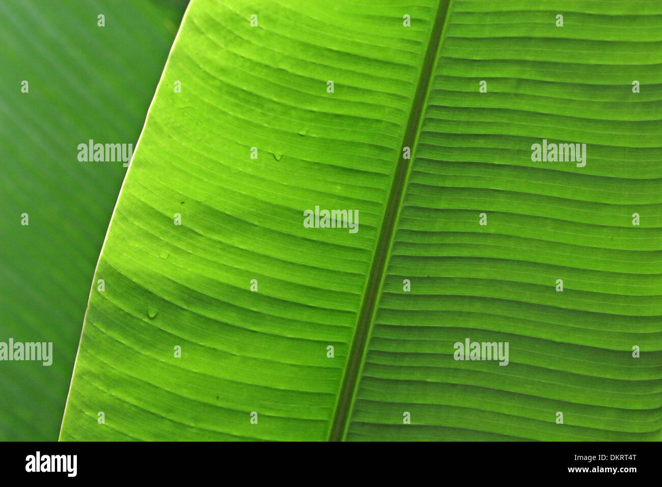 Nahaufnahme von einem hellen grünen Blatt, zeigen die Venen & bunte Farben. Stockfoto