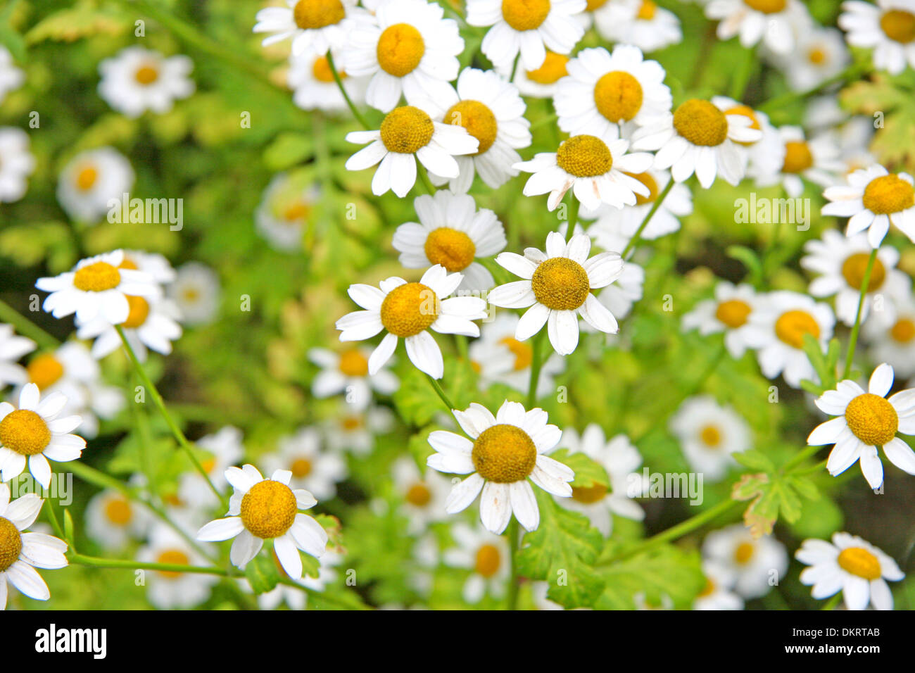 Gänseblümchen wachsen in einem Garten. Viele kleine Blüten mit weißen Blütenblättern & gelben Zentren, vor einem grünen Hintergrund der Vegetation. Stockfoto