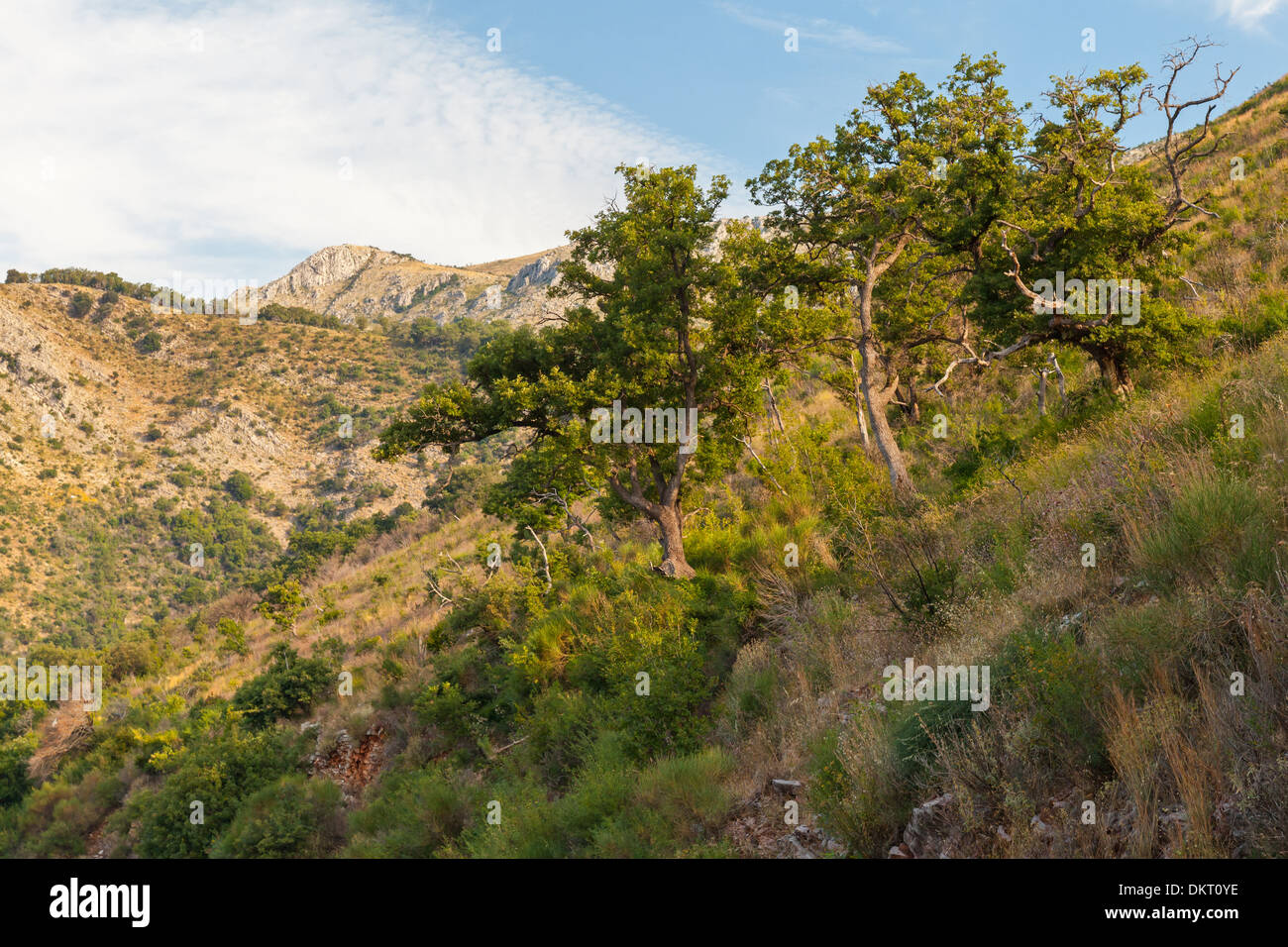 Berglandschaft mit grünen Bäumen und Gräsern. Montenegro Stockfoto