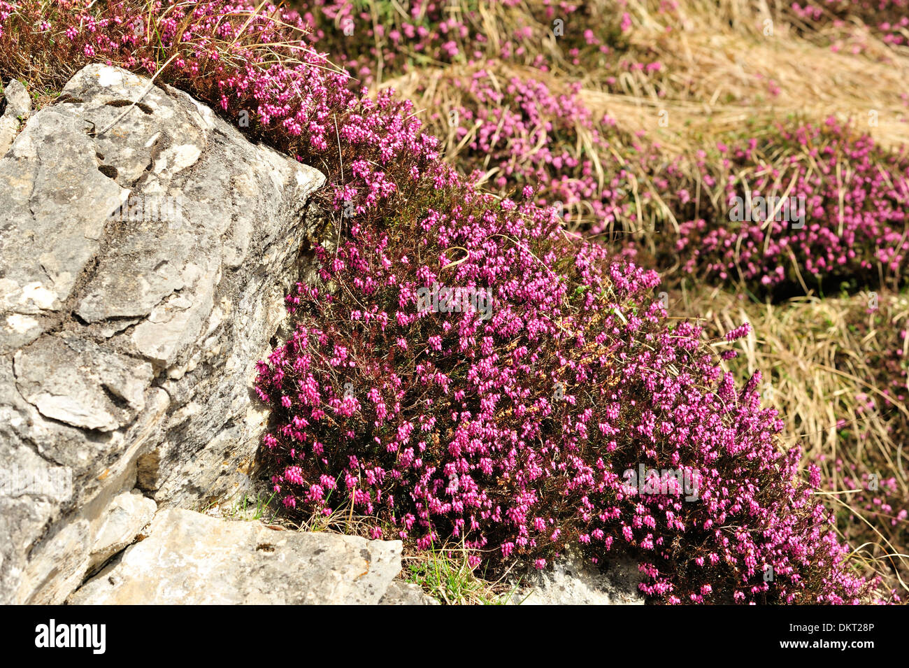 WinterHeide Erica Carnea Ericaceen Cluster Blume alpine Pflanze