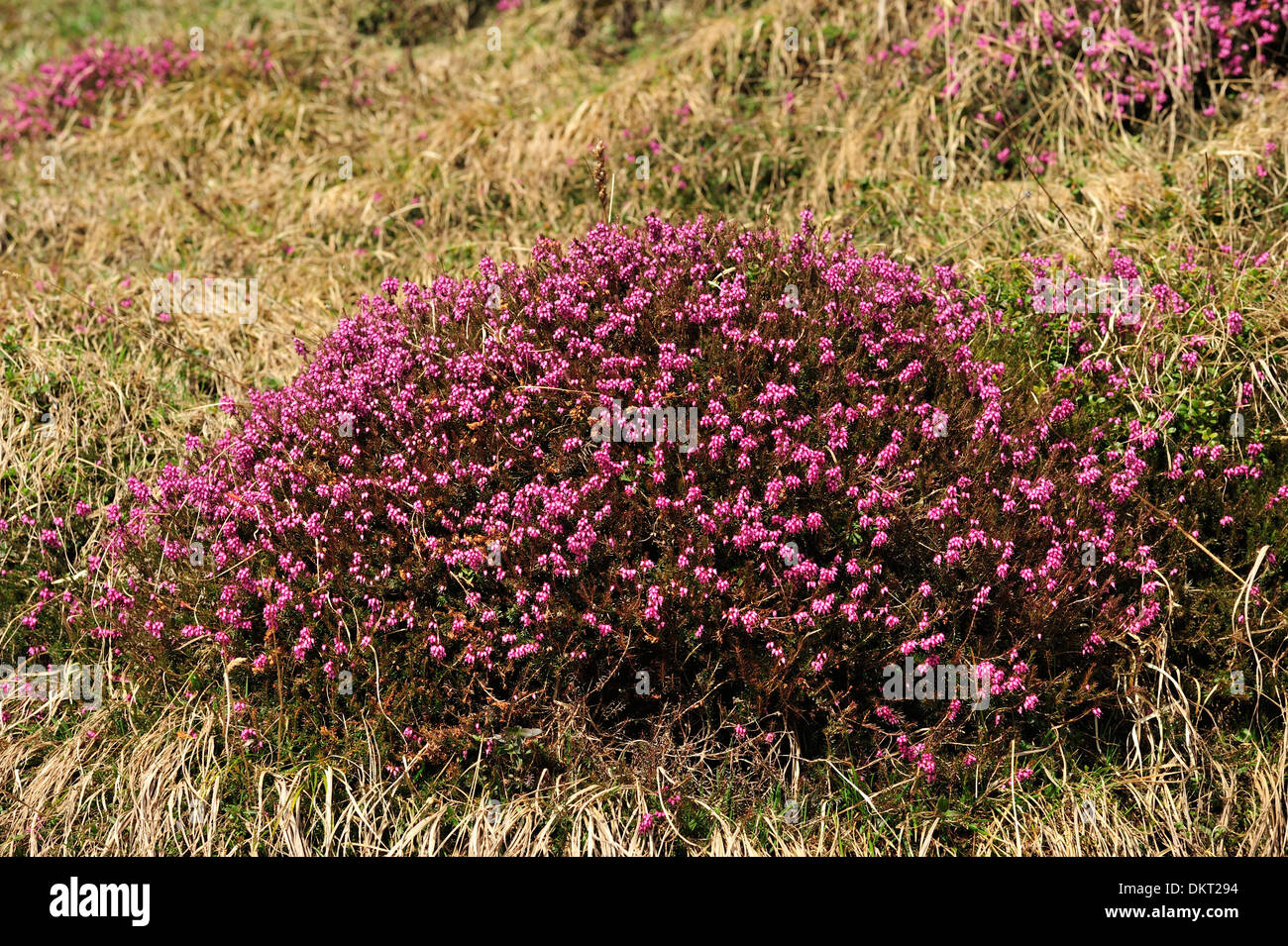 WinterHeide Erica Carnea Ericaceen Cluster Blume alpine Pflanze