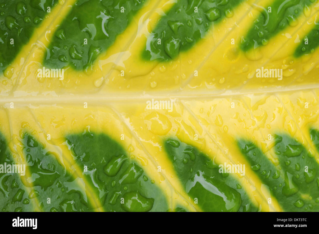 Blume, Pflanze, Blatt, Blatt, Begonie, grün, gelb, Wasser, Tropfen Stockfoto