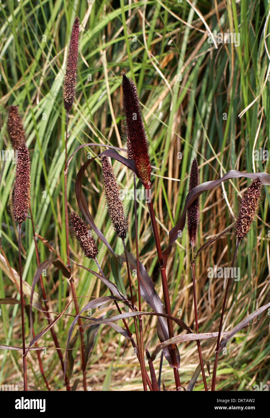 Zier-Hirse, Black Leaf Hirse, Pearl Millet, Lampenputzergras Glaucum, Poaceae. Ein rotes Ziergras. Afrika, Indien. Stockfoto
